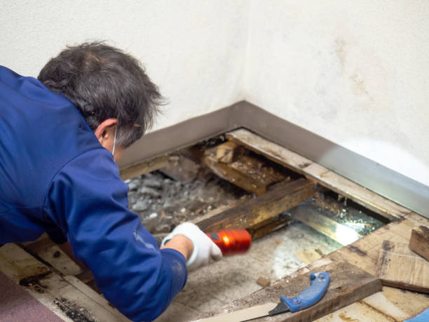 Office Mold Removal Services in Derby, KS