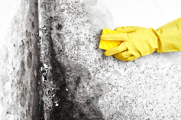 Best Office Mold Removal Services  in Derby, KS