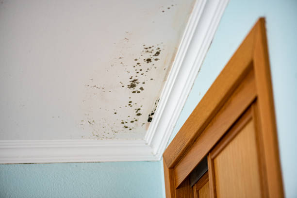 Best Office Mold Removal Services  in Derby, KS