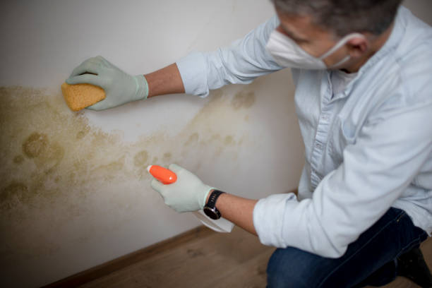Professional Mold Removal in Derby, KS