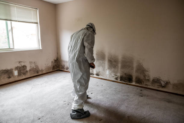 Best Home Mold Removal  in Derby, KS