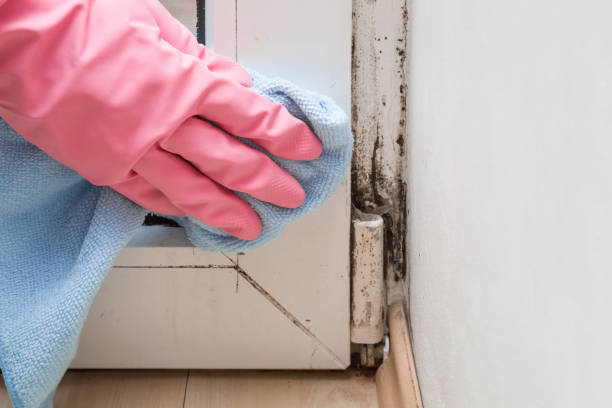Best Toxic Mold Removal  in Derby, KS