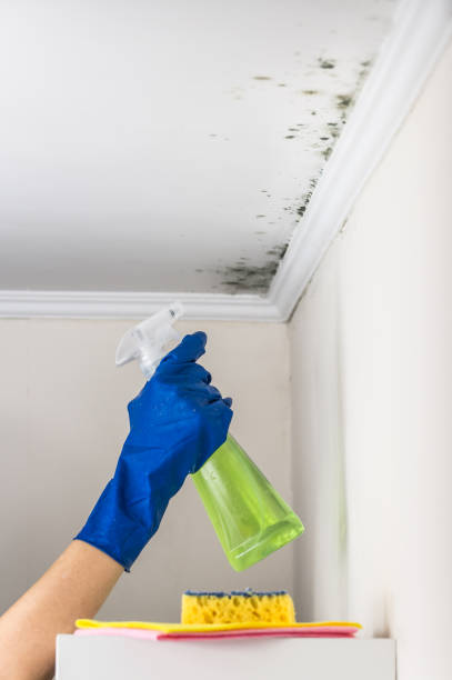 Best Mold Cleaning Services  in Derby, KS